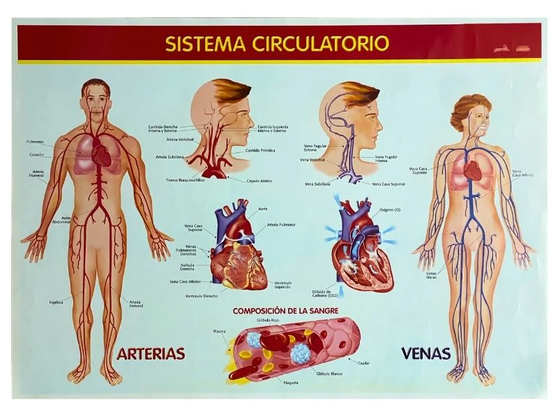 Póster Didáctico 48×69cm 50×70cm 70×50cm granmark® [Pieza] - Image 114