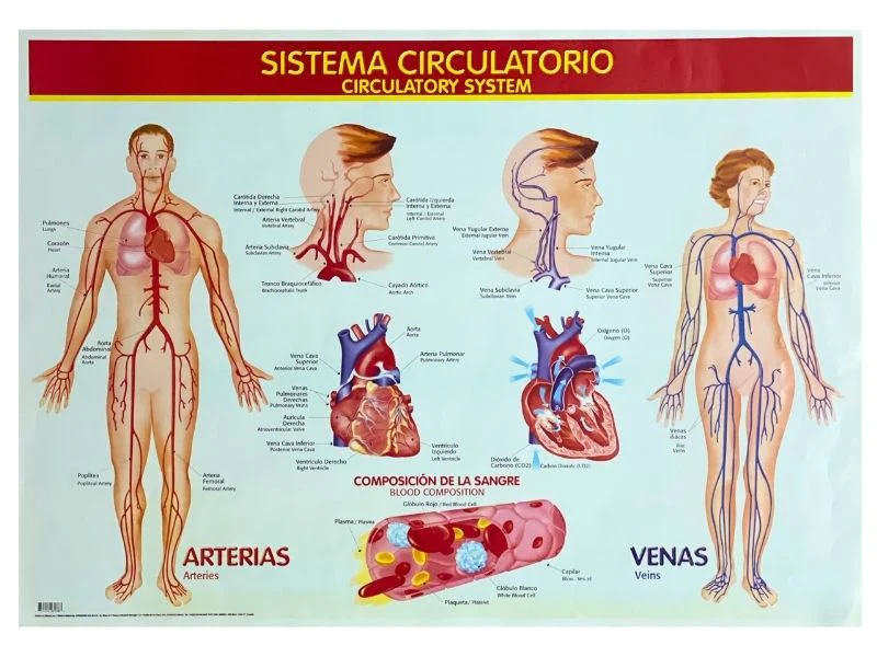 Póster Didáctico 48×69cm 50×70cm 70×50cm granmark® [Pieza] - Image 115