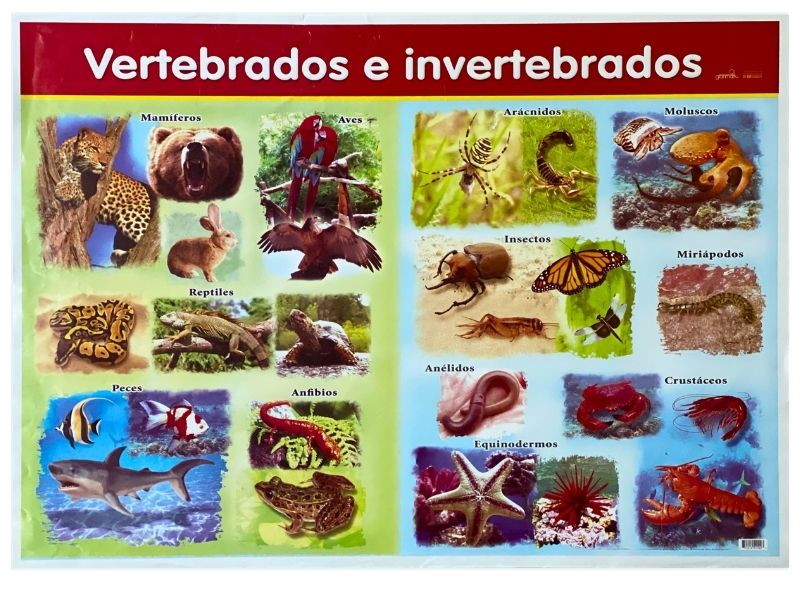 Póster Didáctico 48×69cm 50×70cm 70×50cm granmark® [Pieza] - Image 129