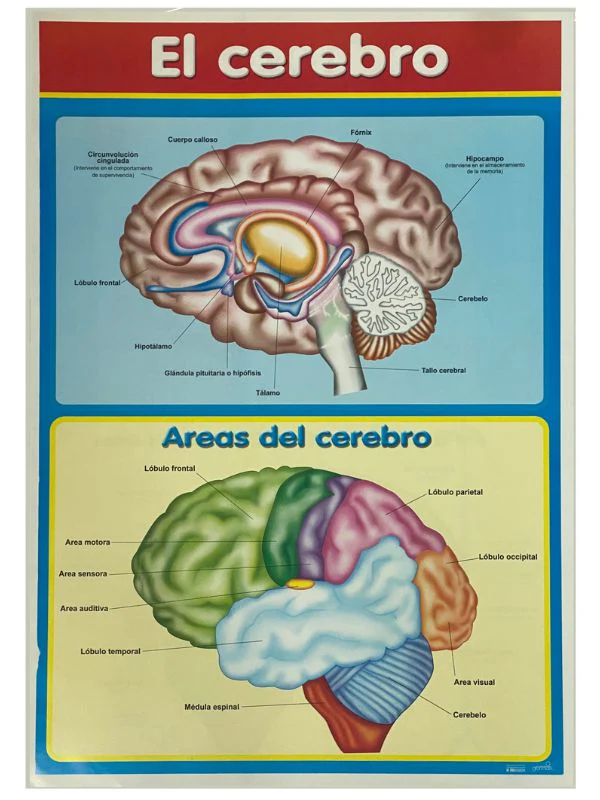 Póster Didáctico 48×69cm 50×70cm 70×50cm granmark® [Pieza] - Image 30