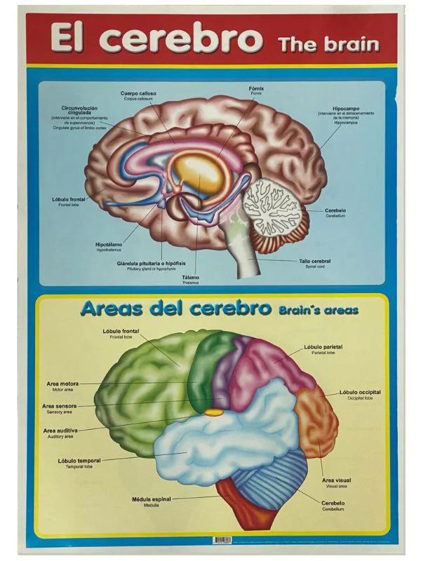 Póster Didáctico 48×69cm 50×70cm 70×50cm granmark® [Pieza] - Image 31