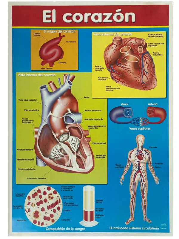 Póster Didáctico 48×69cm 50×70cm 70×50cm granmark® [Pieza] - Image 32
