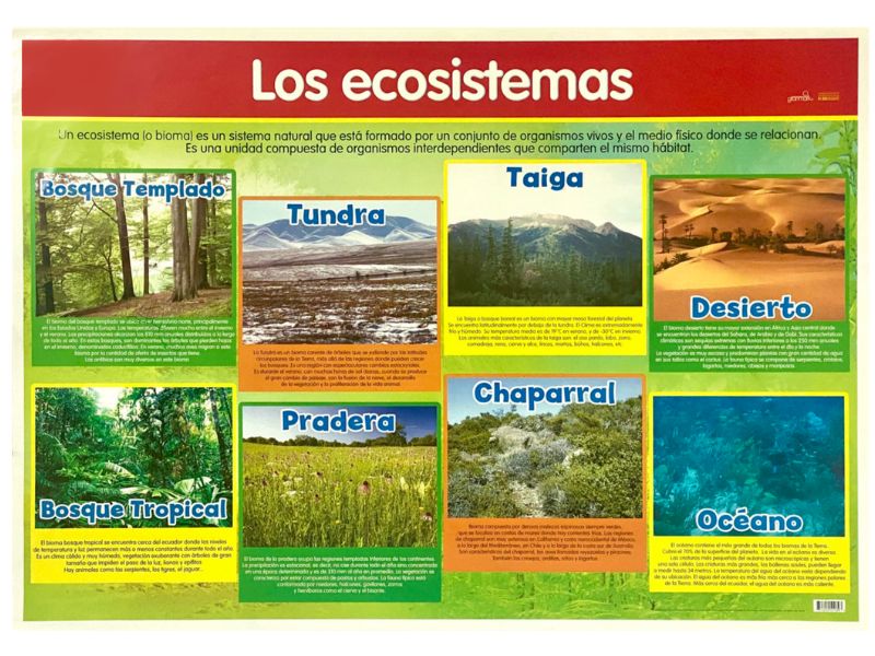 Póster Didáctico 48×69cm 50×70cm 70×50cm granmark® [Pieza] - Image 78