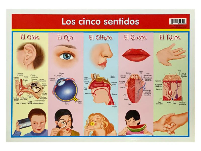 Póster Didáctico Mini 25×35cm 35×25cm granmark® [Pieza] - Image 44