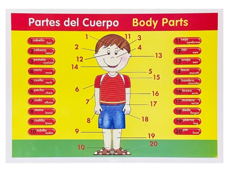 Póster Didáctico Mini 25×35cm 35×25cm granmark® [Pieza] - Image 59