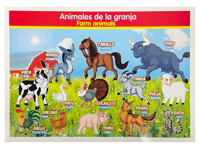 Póster Didáctico Mini 25×35cm 35×25cm granmark® [Pieza] - Image 6