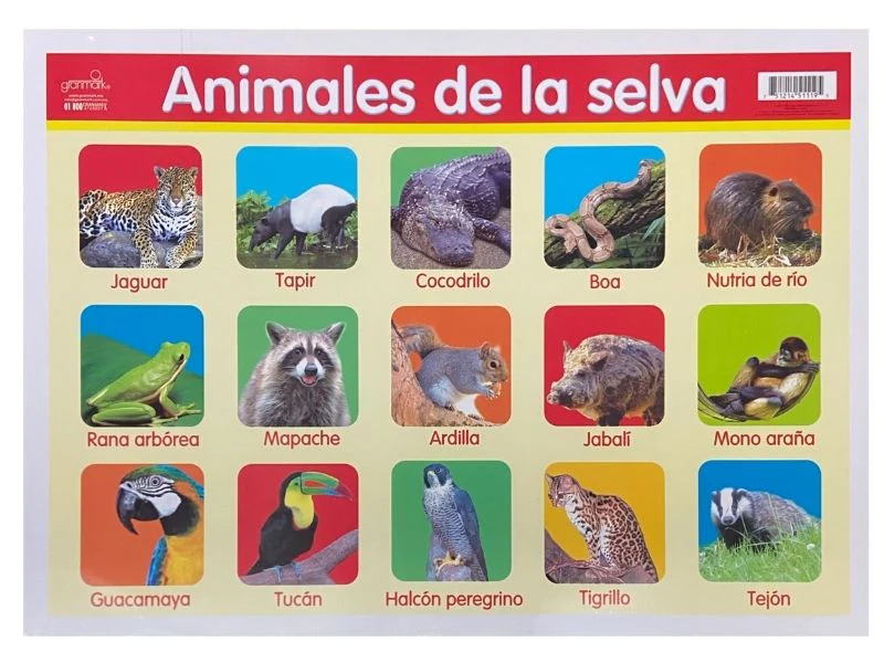 Póster Didáctico Mini 25×35cm 35×25cm granmark® [Pieza] - Image 7